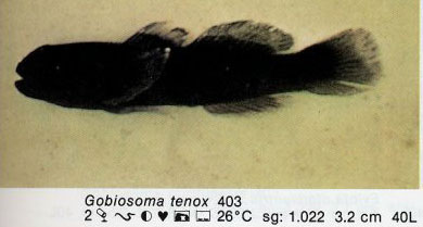 Gobiosoma tenox